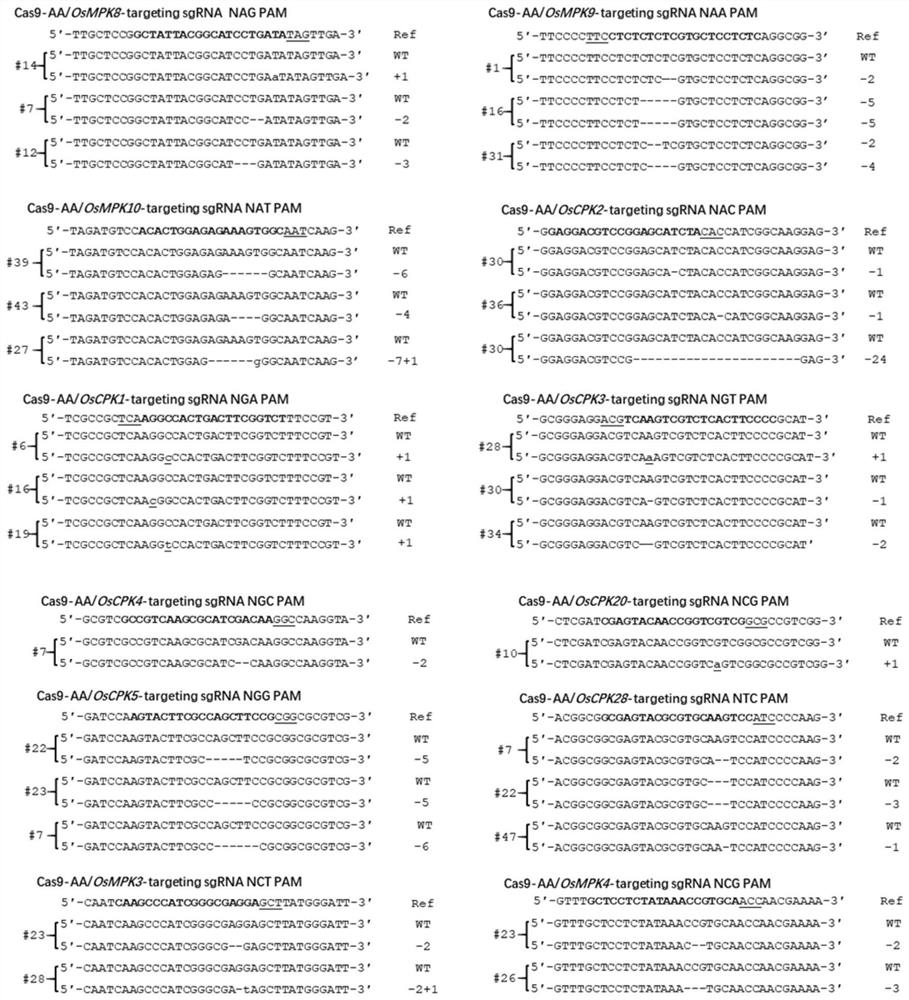 Rice artificial genome editing system with expanded editing scope and applications thereof