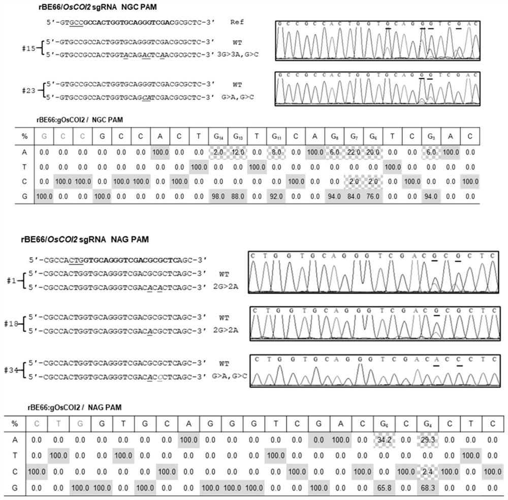 Rice artificial genome editing system with expanded editing scope and applications thereof