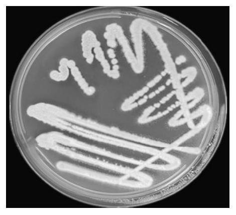 A kind of Streptomyces lincolens that can control peach brown rot and its application