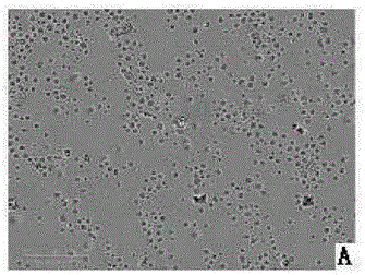 Separate culture method for human amniotic mesenchymal stem cells