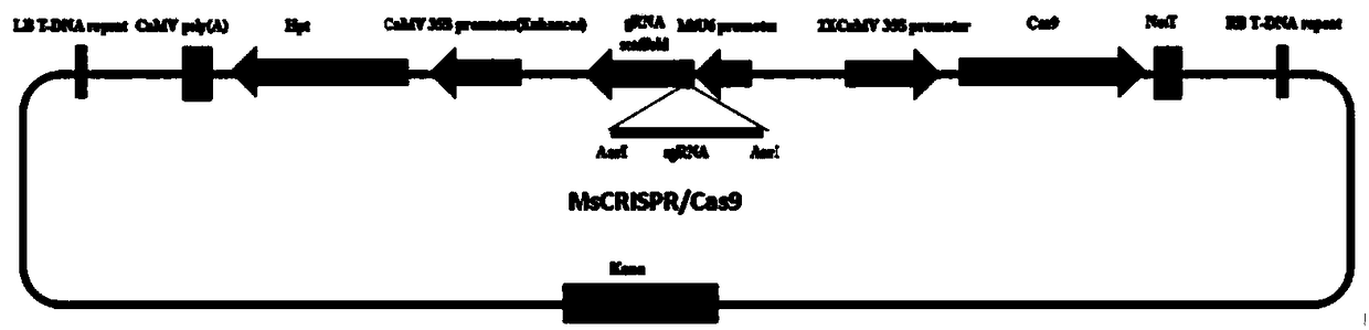Method for site-specific mutagenesis of medicago sativa gene by employing CRISPR/Cas9 system