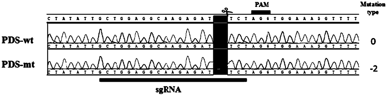 Method for site-specific mutagenesis of medicago sativa gene by employing CRISPR/Cas9 system
