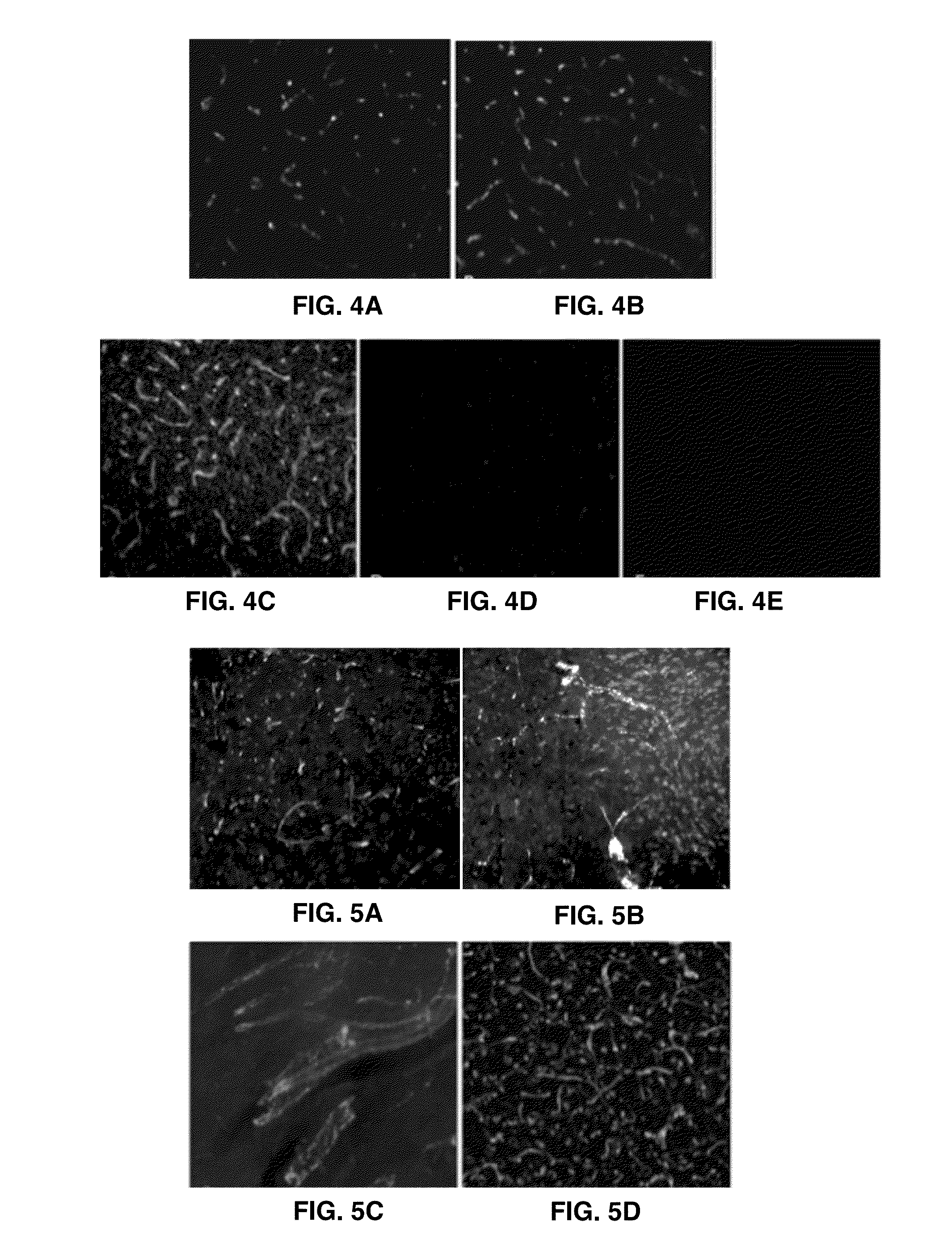 Universal Antigen Retrieval Compounds and Methods of Use