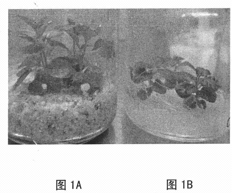 Method for reducing aerial root of tissue culture seedling of hydrangea