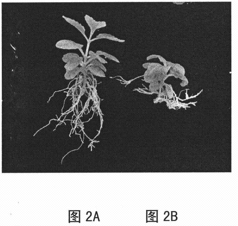Method for reducing aerial root of tissue culture seedling of hydrangea