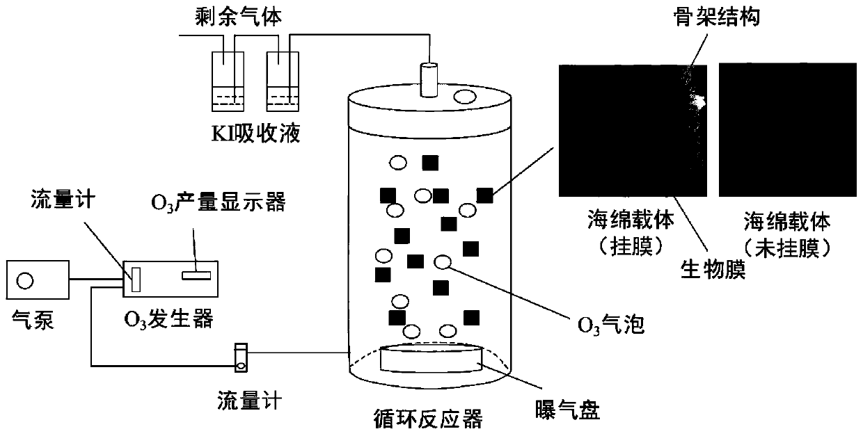 Organic industrial tail water treatment method based on ozone oxidation and biodegradation near-field coupling system