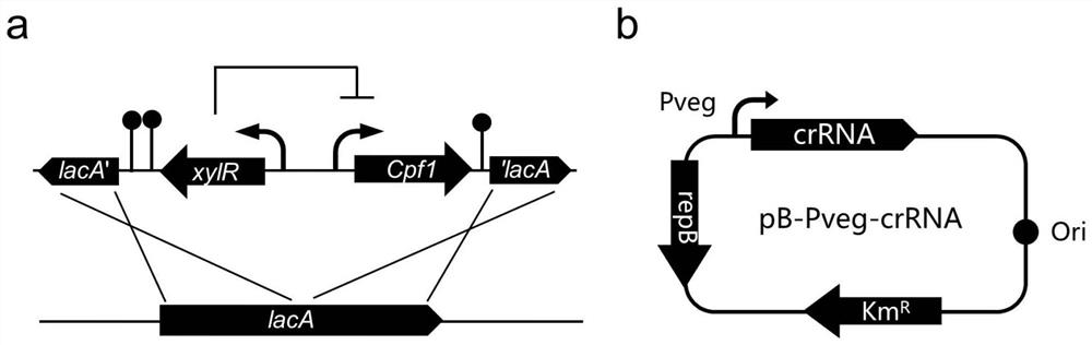 Construction of CRISPR-Cpf1-based efficient gene editing system