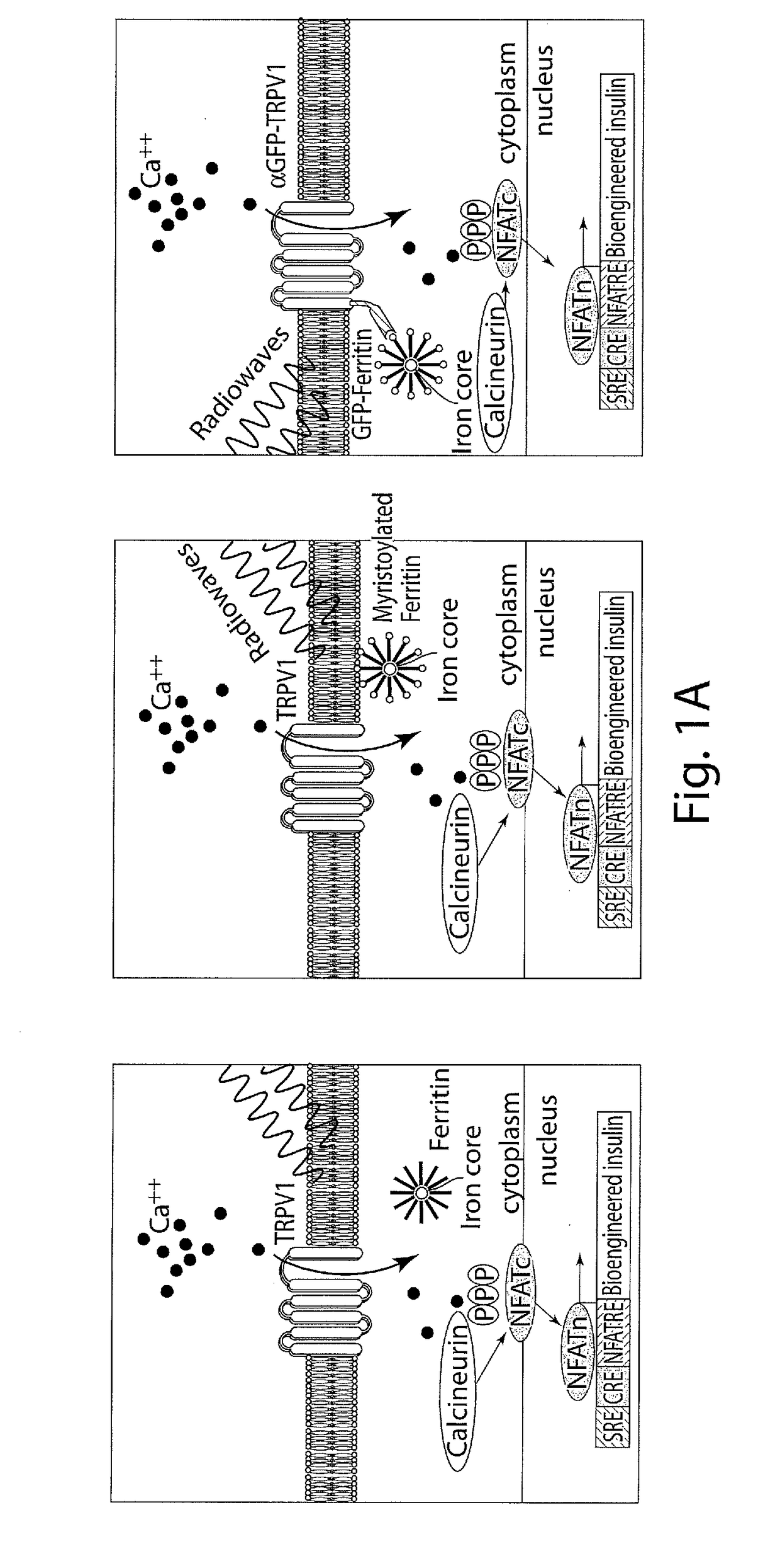 Compositions and methods to modulate cell activity