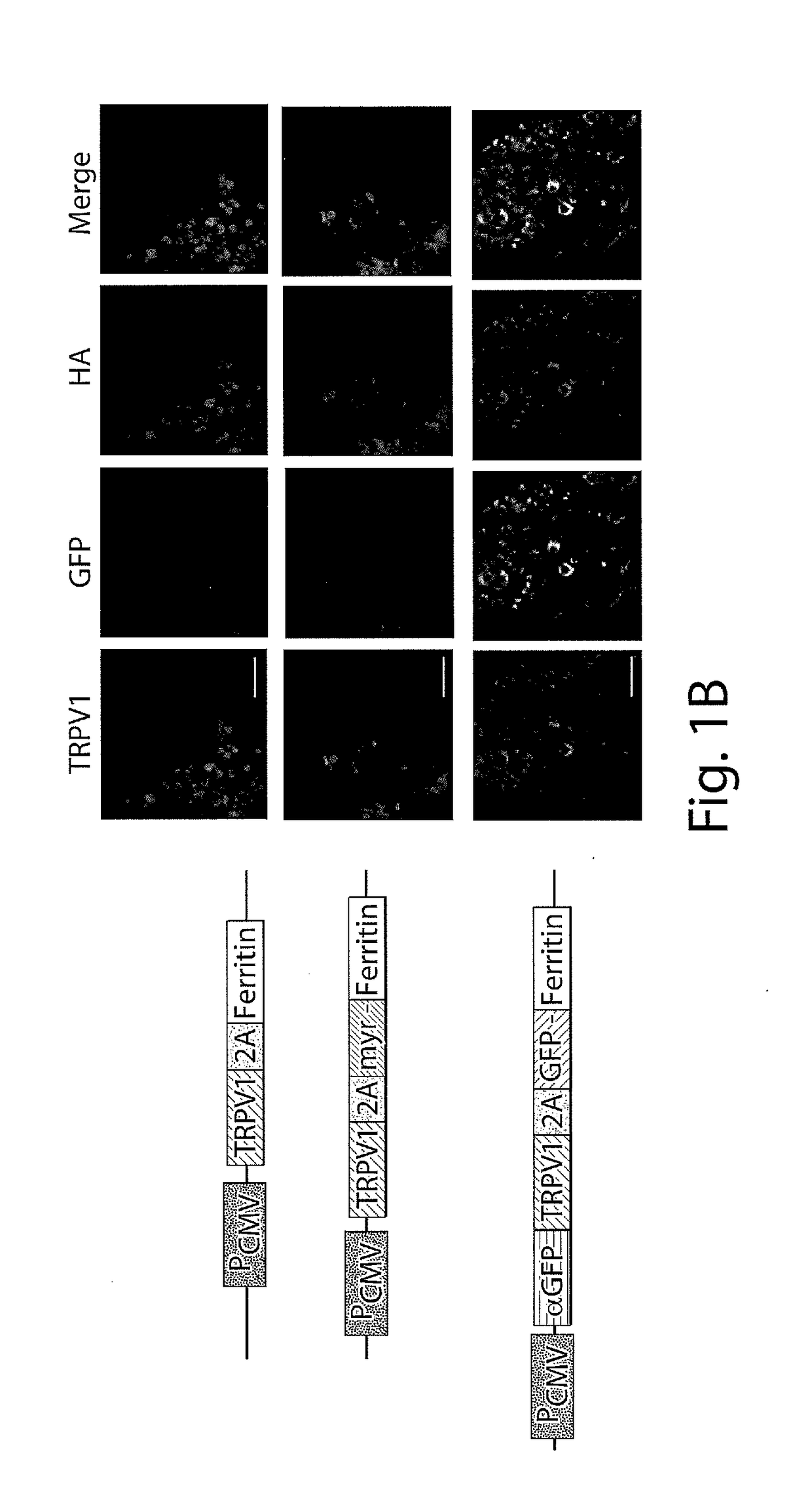 Compositions and methods to modulate cell activity