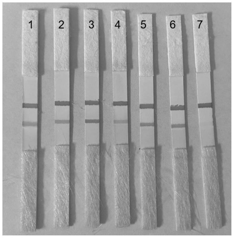 Detection method of miRNA and lateral flow chromatography test strip for detecting miRNA