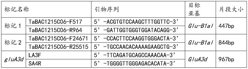 Establishment method of two excellent gene fast transformation systems in quality improvement of strong gluten wheat