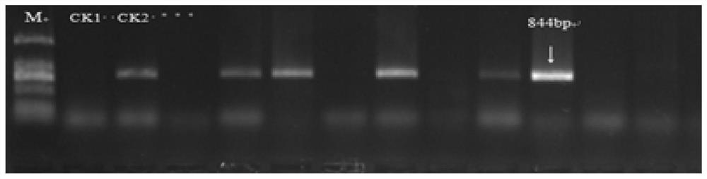 Establishment method of two excellent gene fast transformation systems in quality improvement of strong gluten wheat