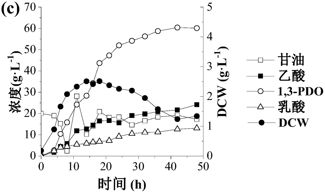 Application of recombinant klebsiella peneumoniae in preparation of 1,3-propanediol