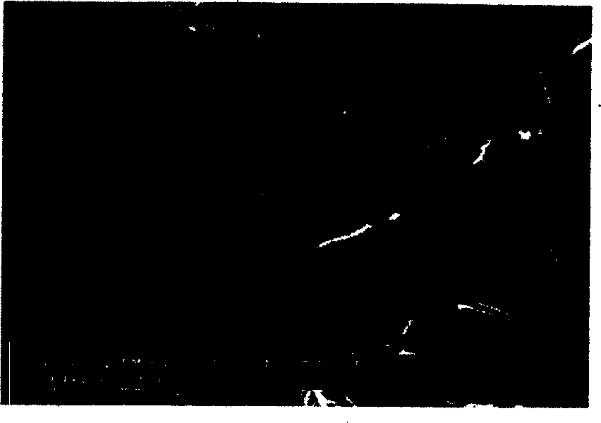 Process for preparing micropowdered salbutamol sulfate