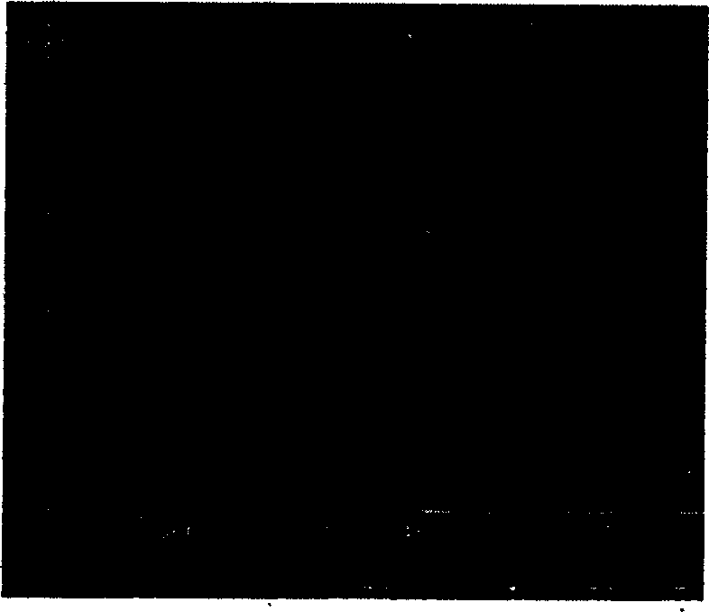 Process for preparing micropowdered salbutamol sulfate