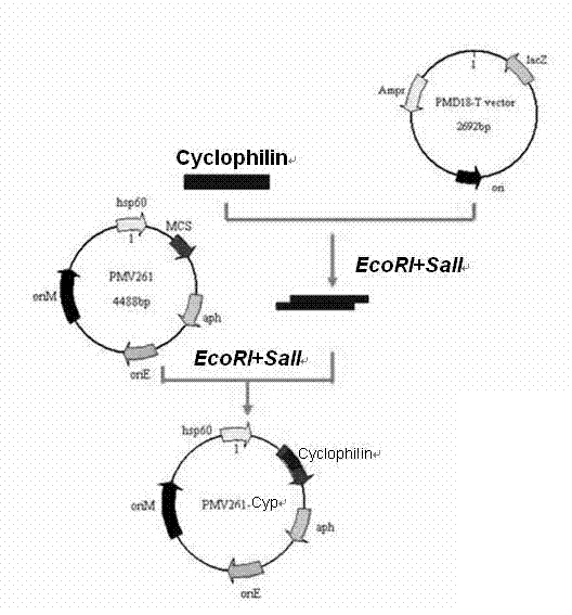 Recombinant bacillus calmette guerin vaccine for toxoplamasis and preparation method thereof