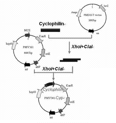 Recombinant bacillus calmette guerin vaccine for toxoplamasis and preparation method thereof