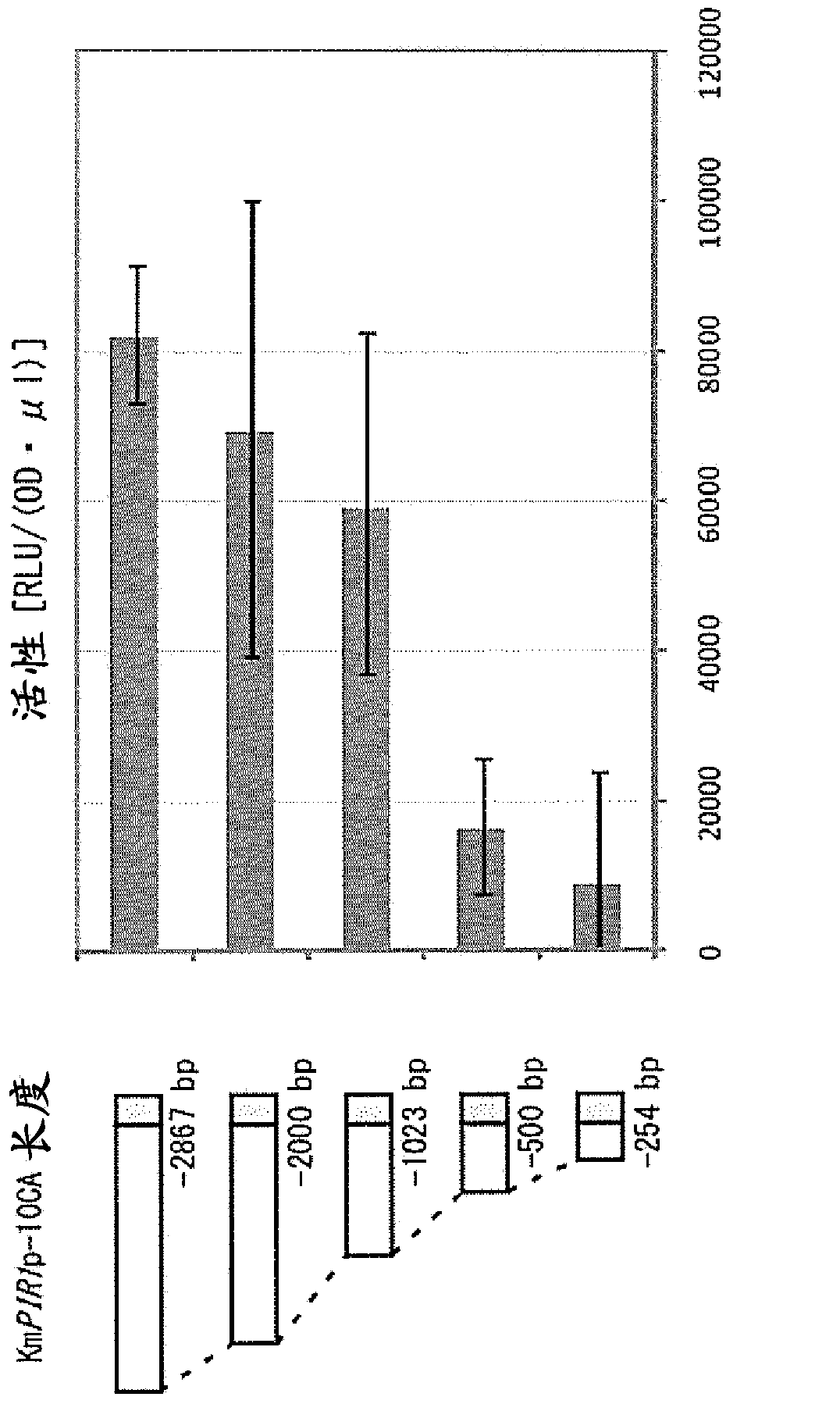 Novel promoter and use thereof
