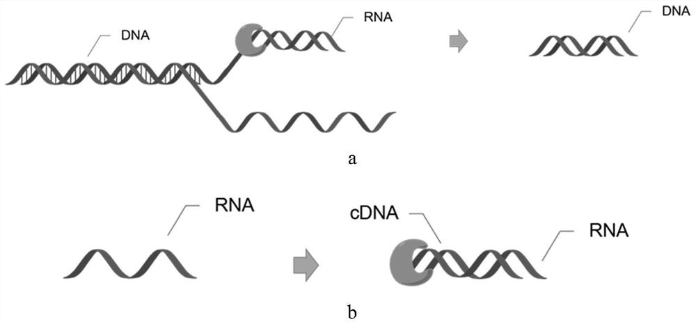 Application of DNA-RNA hybrid double-stranded specific conjugate in promotion of nucleic acid replication and detection of novel coronavirus