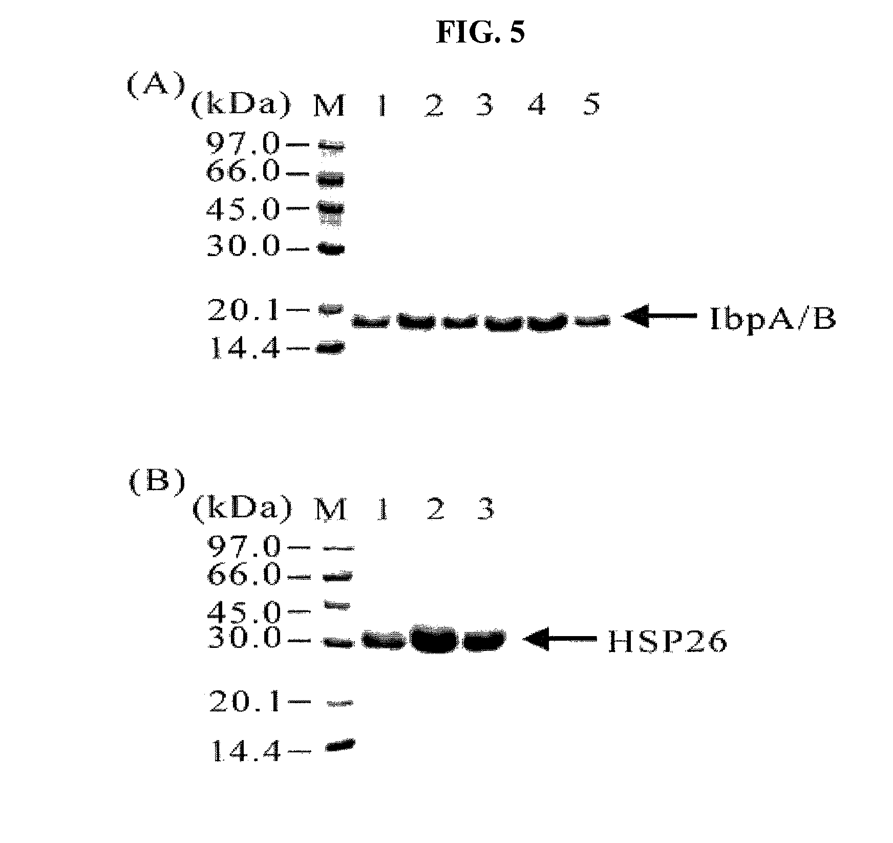 Method for preparing a target protein using the sHSPs