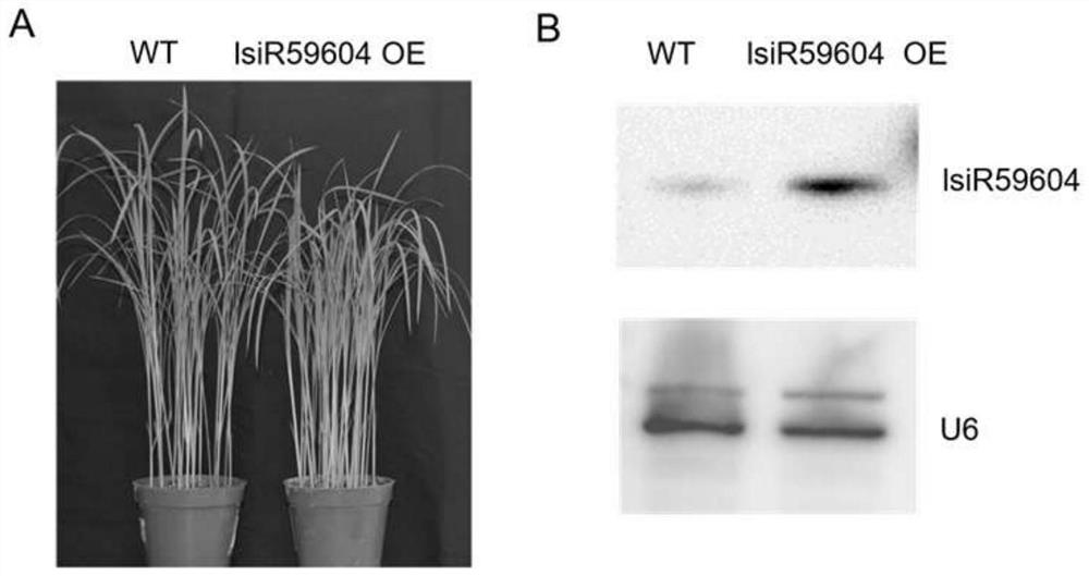Application of rice long-chain small RNA