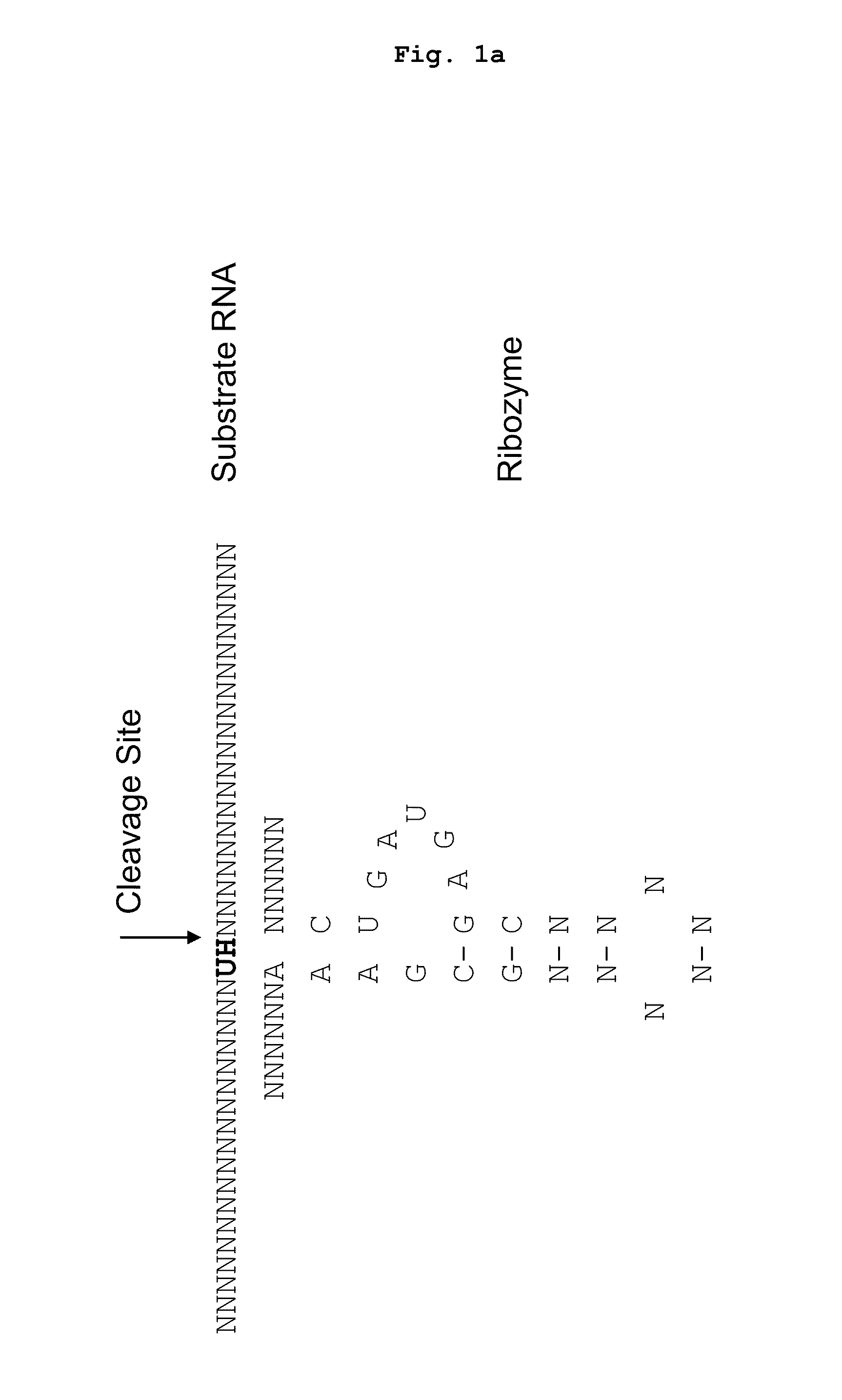 Method for controlling plasmid copy number in e.coli