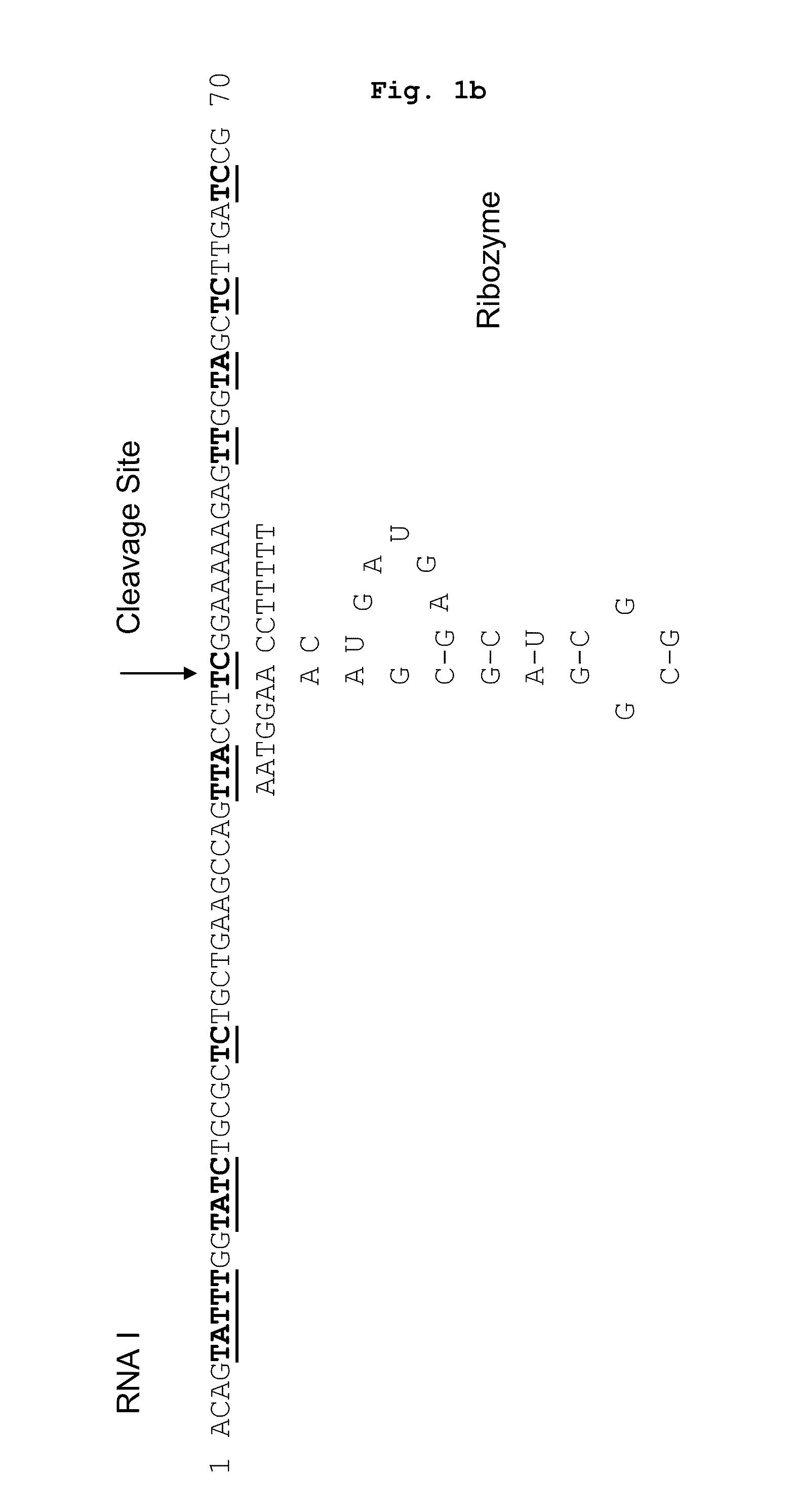 Method for controlling plasmid copy number in e.coli