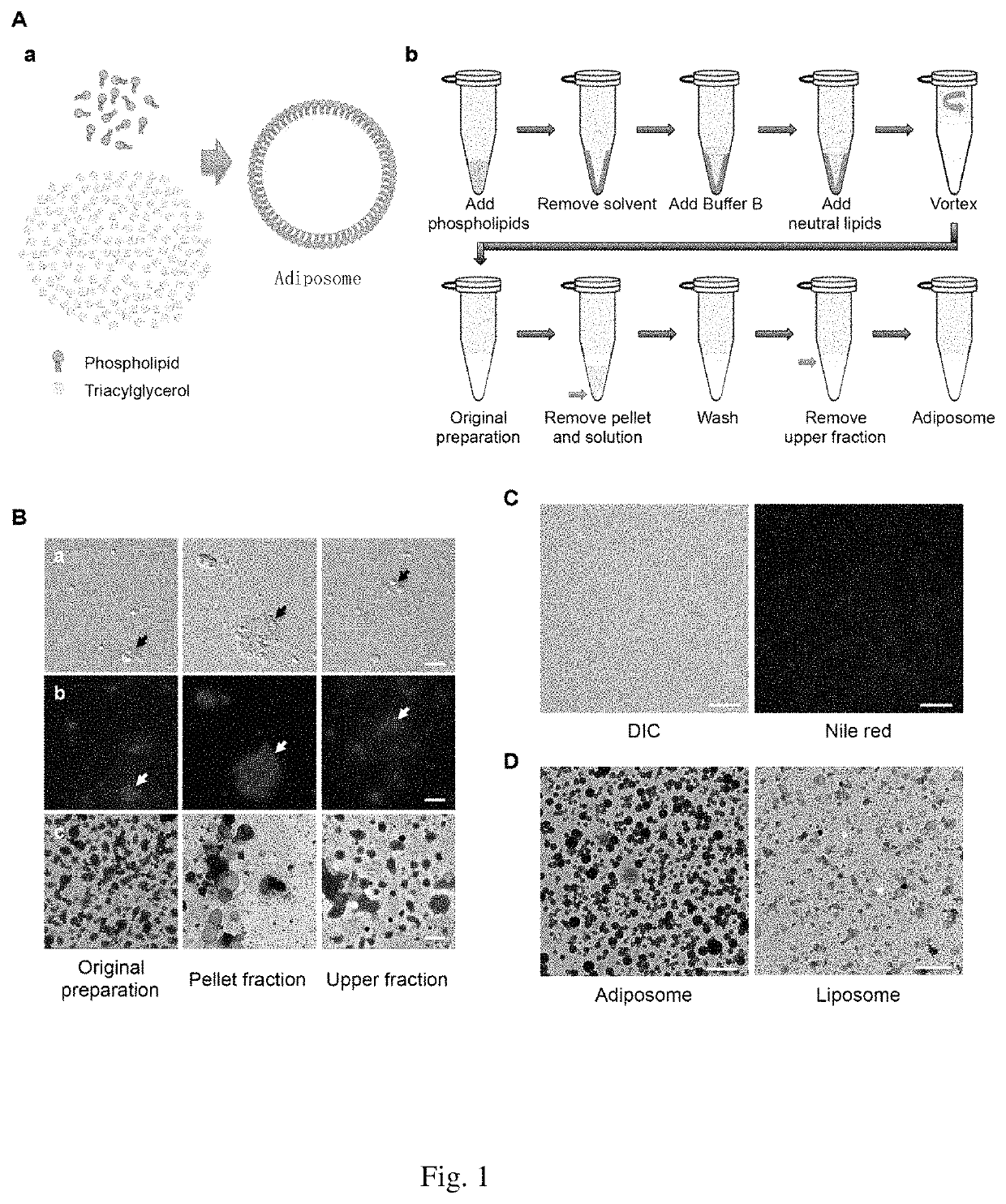 Preparation method of adiposomes, and use thereof