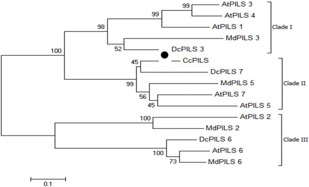 Carya cathayensis auxin efflux carrier protein CcPILS gene cloning and expression analysis method
