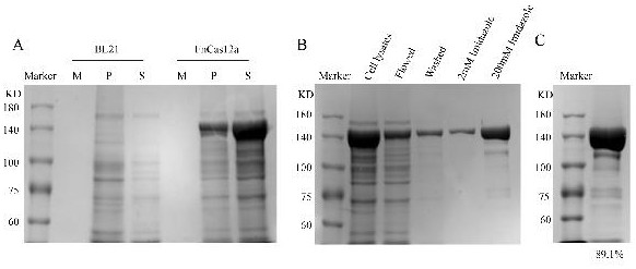 Preparation of chicken eimeria tenella strain with EYFP knocked into Et.Actin gene
