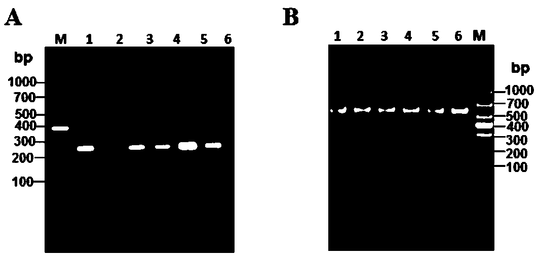 Monoclonal cell culture method