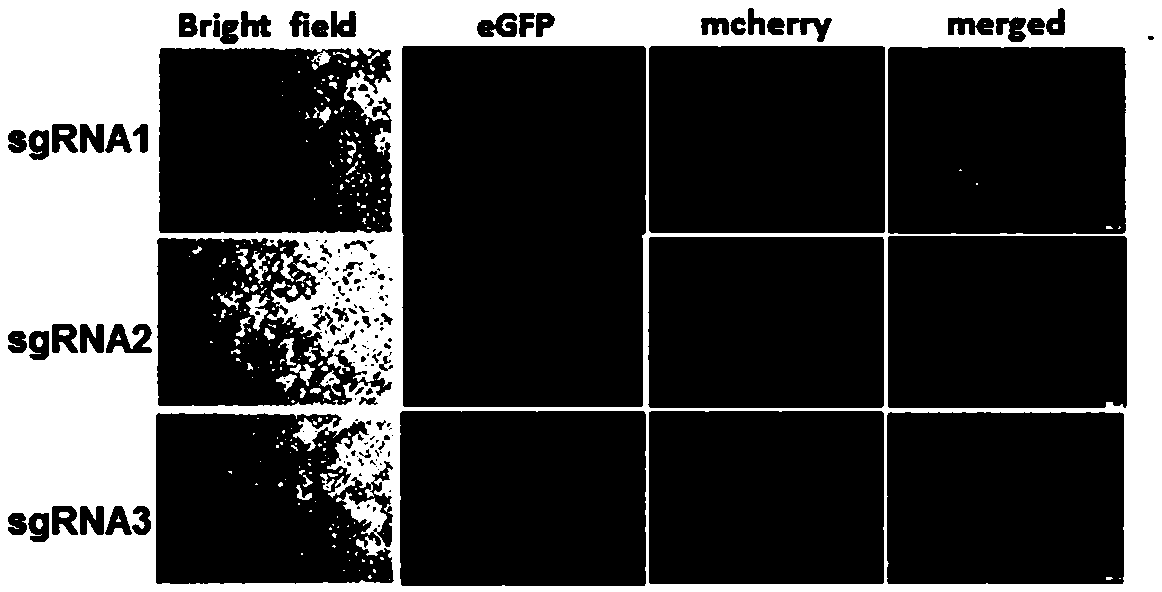 Monoclonal cell culture method