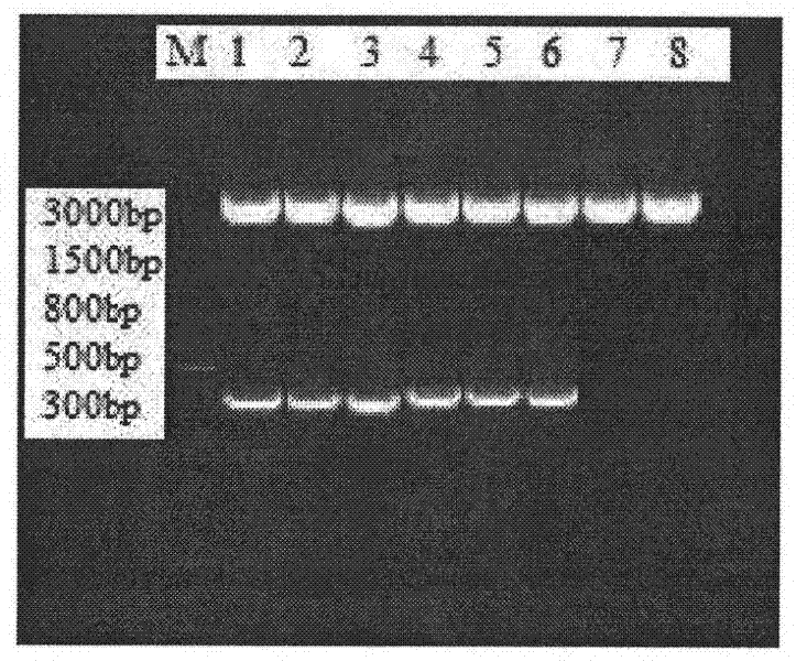 Anti-human CD45RA rat immune globulin variable region gene and application