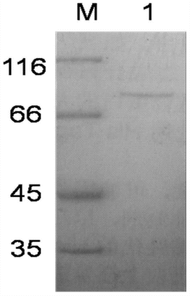 Beta-agarase and application thereof