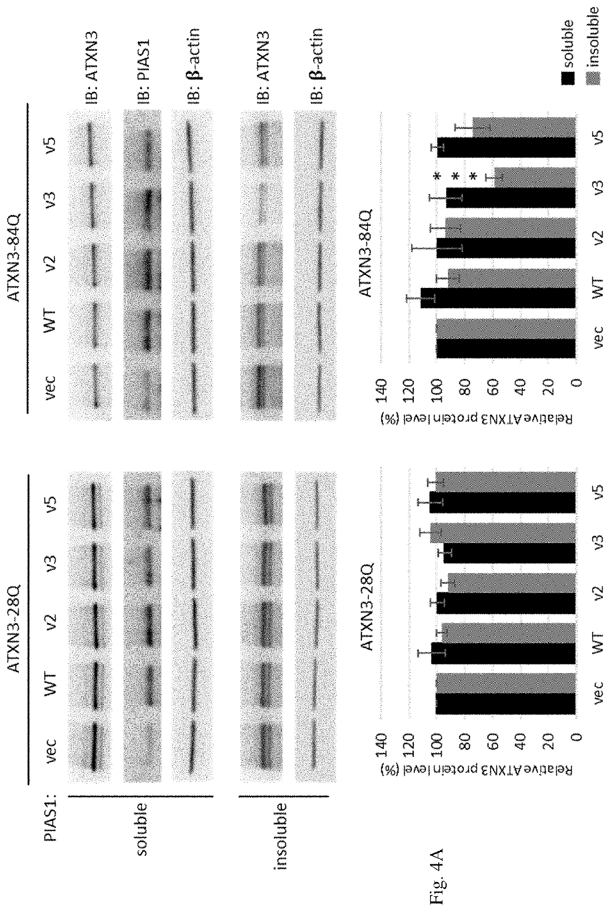 Methods for identification of genetic modifiers and for treating nucleotide repeat disorder