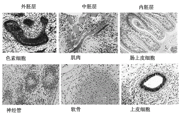 Serum-free medium of embryonic stem cells, and its application