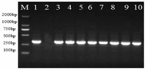 Application of miR156 and related biomaterial thereof in regulating disease resistance of plants