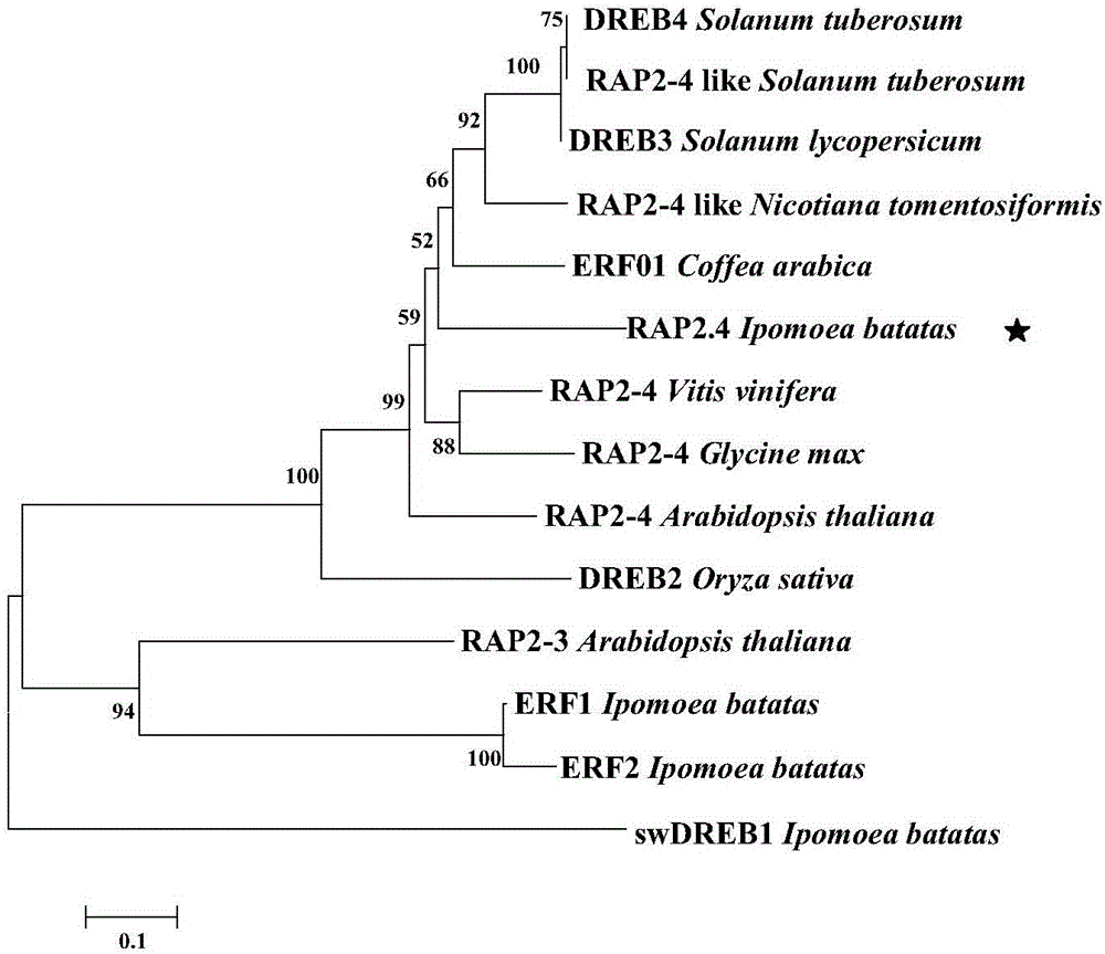 Gene for encoding sweet potato ERF (ethylene responsive factor) transcription factor