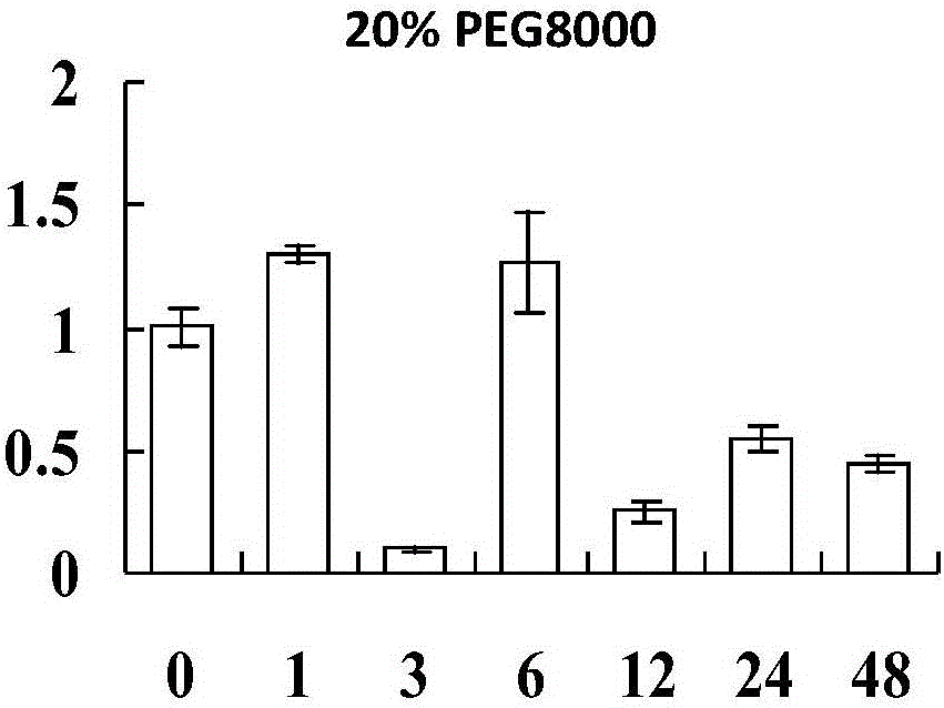 Gene for encoding sweet potato ERF (ethylene responsive factor) transcription factor