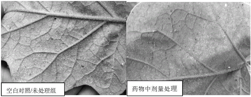 Rhubarb free anthraquinone nanometer emulsion preparation for preventing and treating plant red spider disease