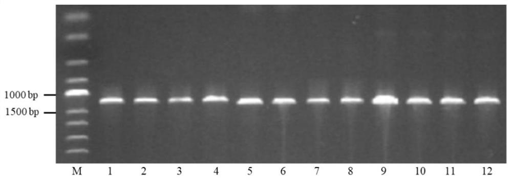 One-step RT-PCR kit and method for identifying serotype of bluetongue virus