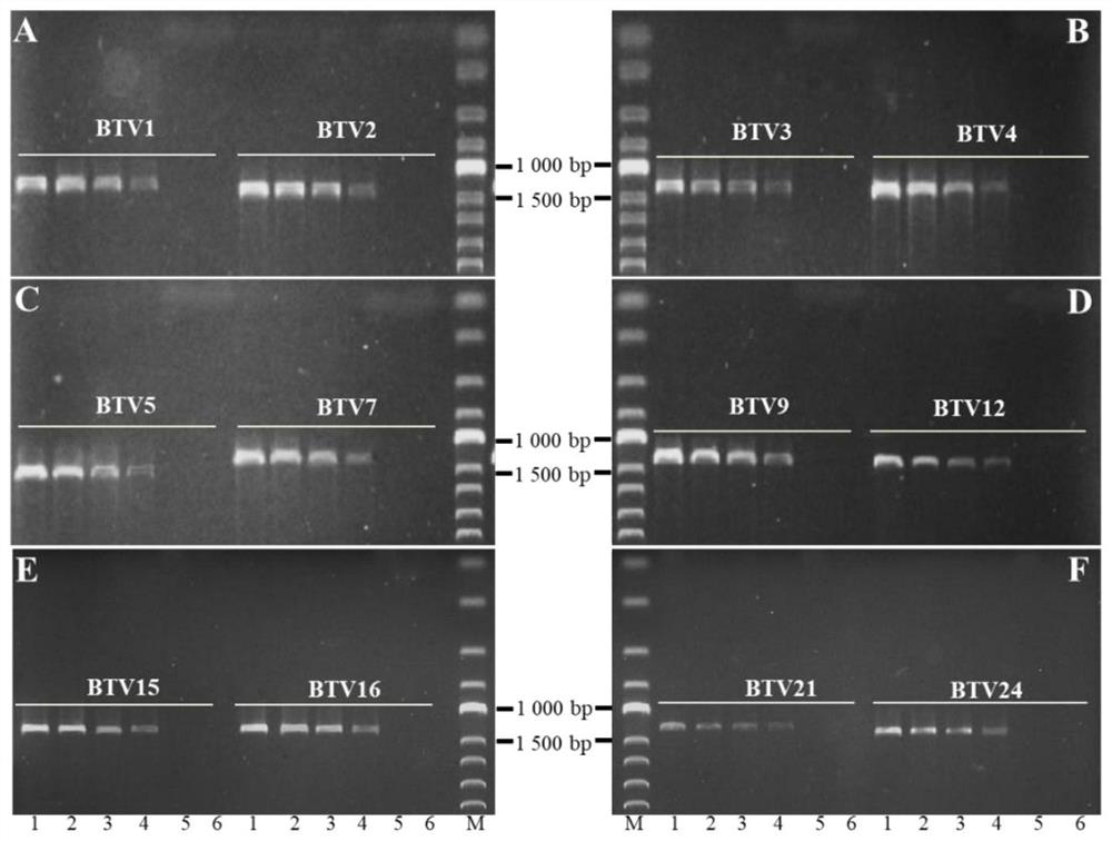 One-step RT-PCR kit and method for identifying serotype of bluetongue virus