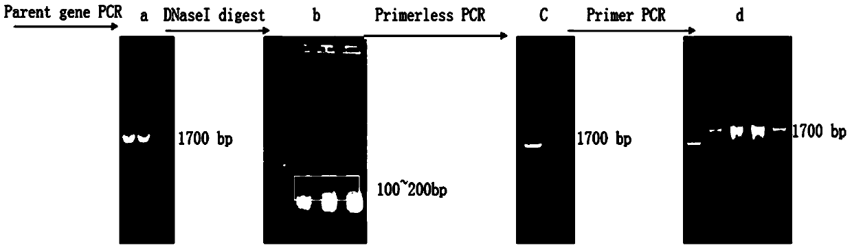 Strong-salt-tolerant plant gene SseNHX1 as well as encoding protein and application of strong-salt-tolerant plant gene SseNHX1