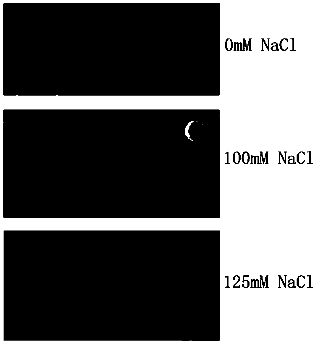 Strong-salt-tolerant plant gene SseNHX1 as well as encoding protein and application of strong-salt-tolerant plant gene SseNHX1