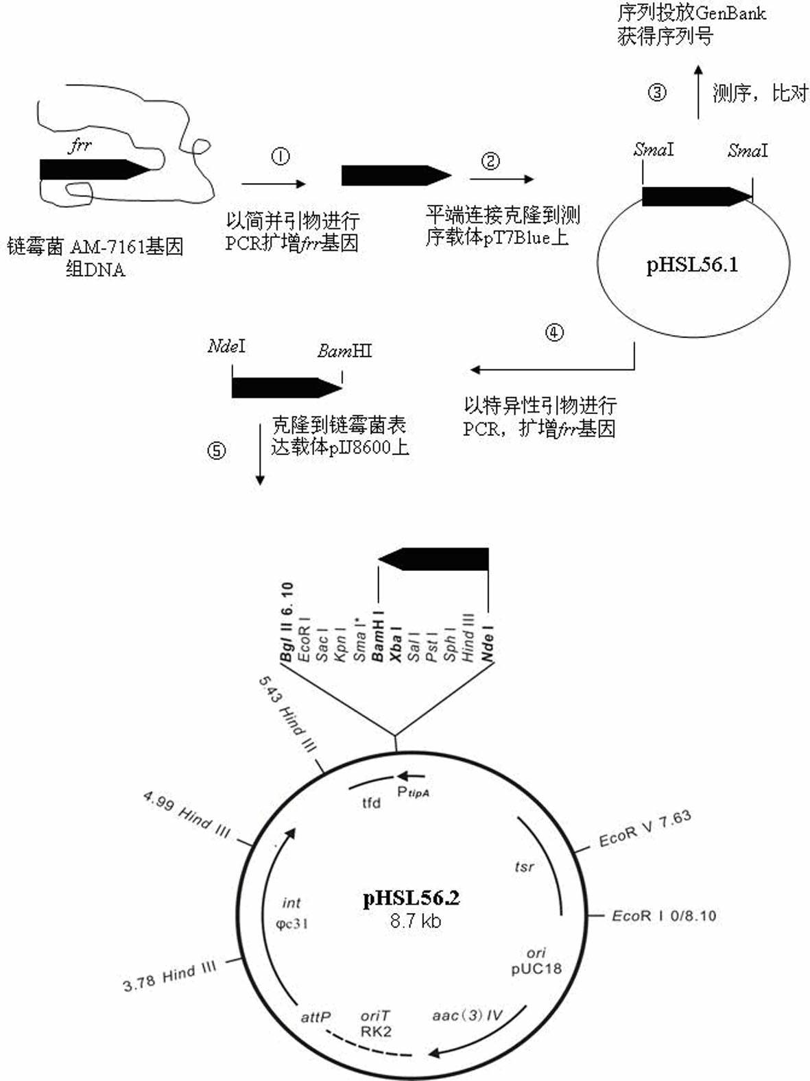 Genetic engineering bacterium capable of promoting biological synthesis of medermycin and application thereof