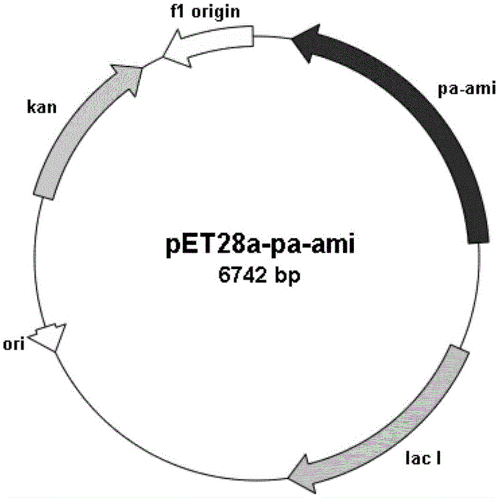 Pantoea amidase, gene, vector, engineering bacterium and application thereof
