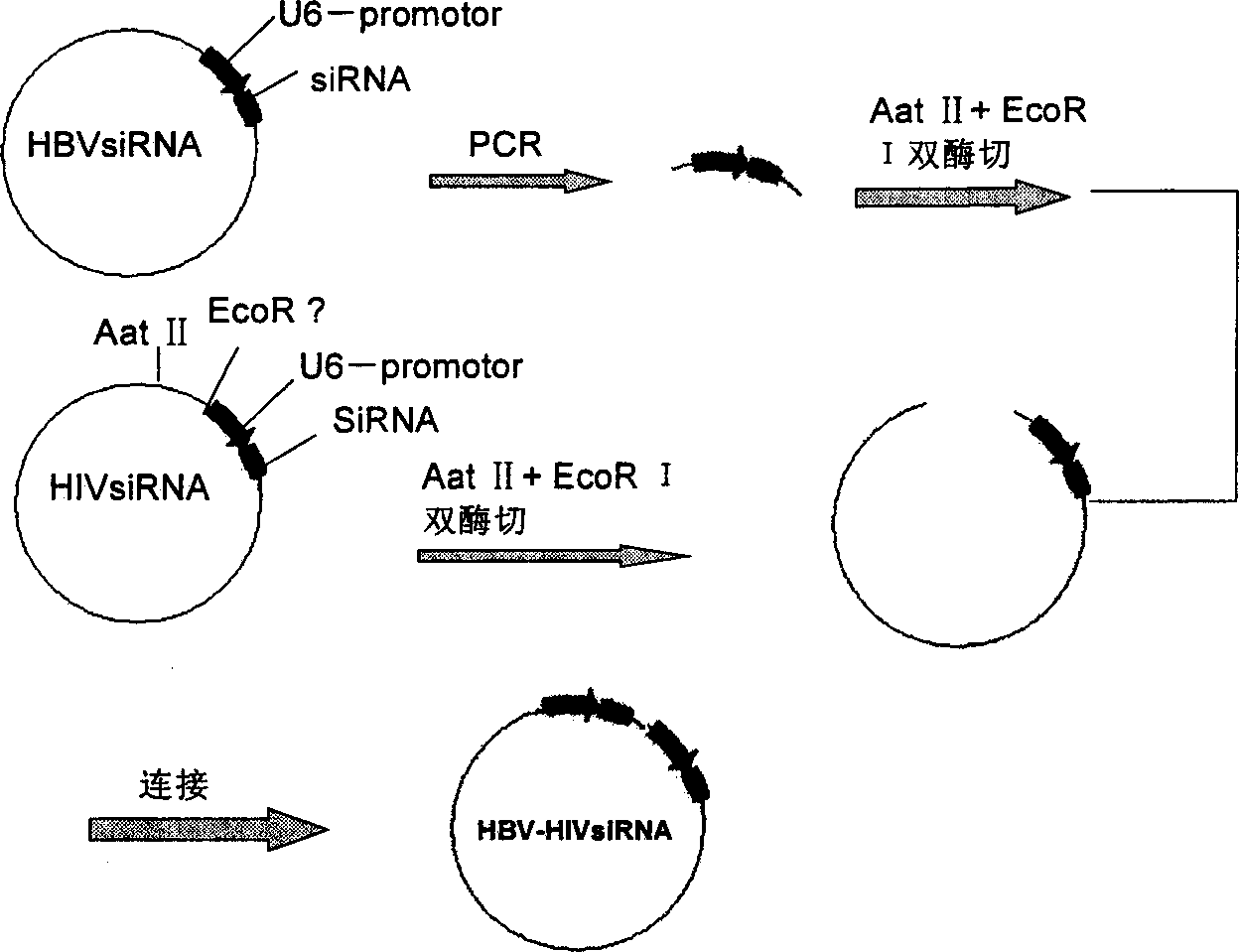 Construction method of bismall molecule interference RNA carrier and its application