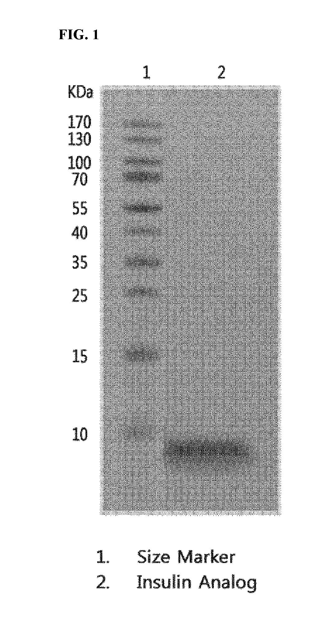 Novel insulin analogs and use thereof