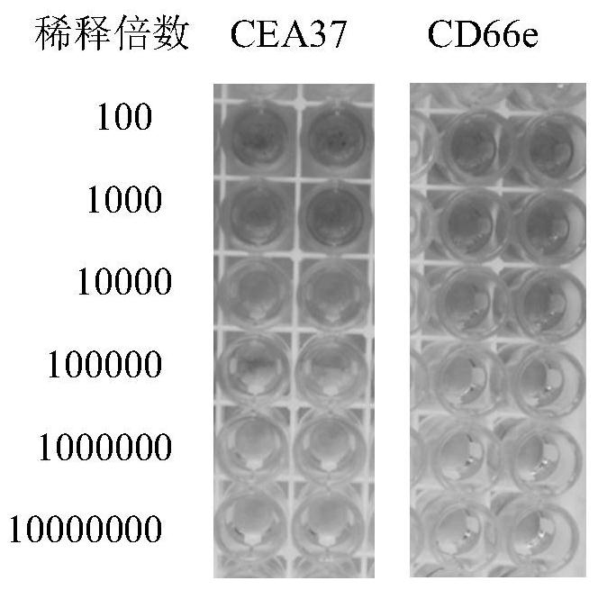 Anti-mg7-ag monoclonal antibody (cea37) and its use