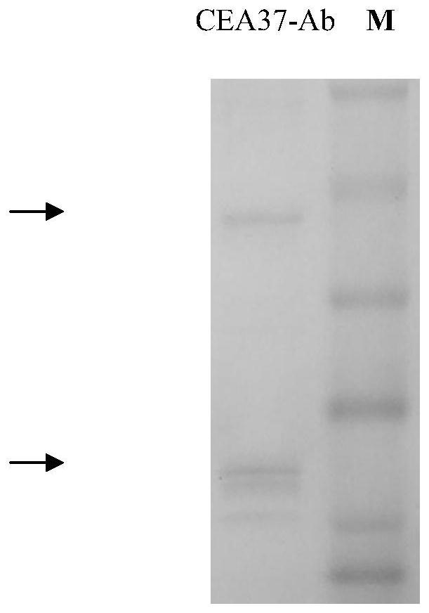 Anti-mg7-ag monoclonal antibody (cea37) and its use